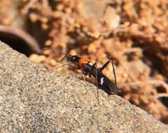 Pseudoxenetus regalis