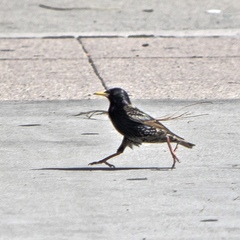 Sturnus vulgaris