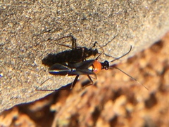 Pseudoxenetus regalis