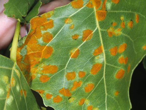 Poplar Leaf Curl