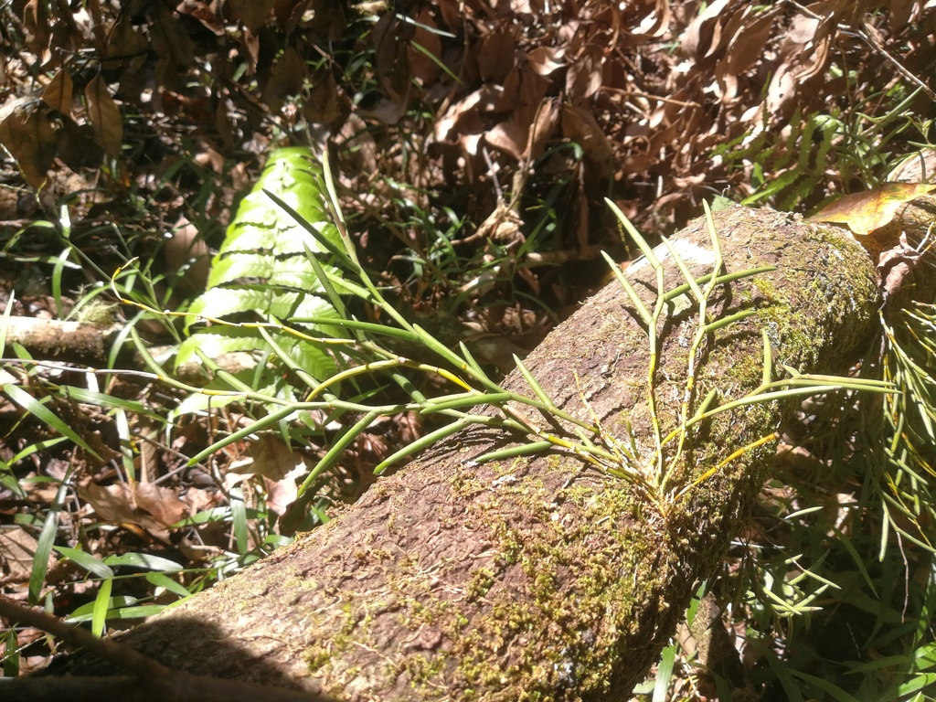Dendrobium hainanense Rolfe 2