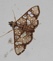 Glyphodes canthusalis