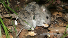 Greater Long-Tailed Hamster photo 2
