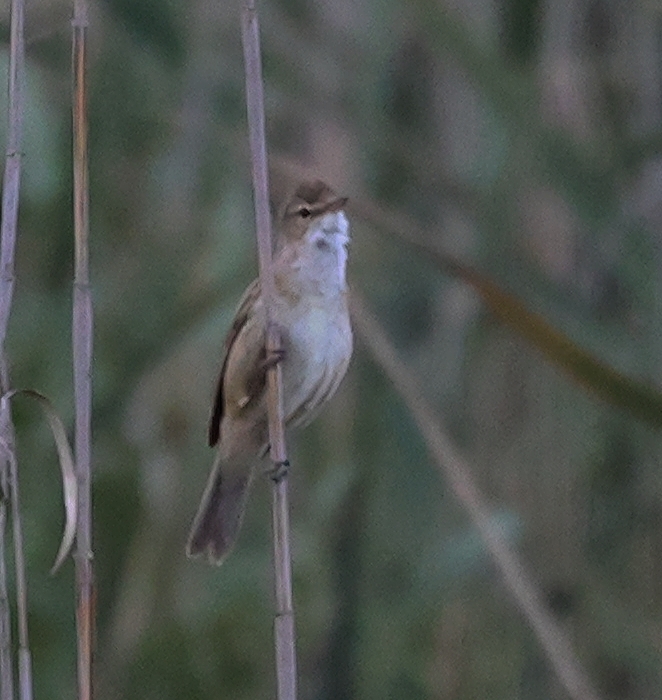 Australian Reed Warbler from Chiltern VIC 3683, Australia on January 10 ...