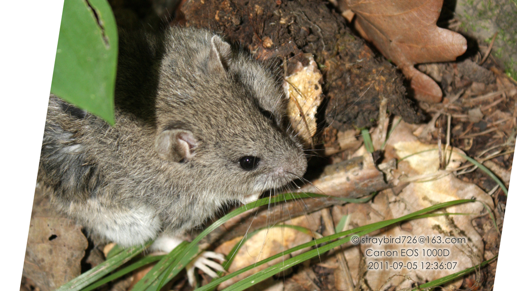 Greater Long-Tailed Hamster