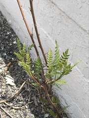 Pseudosmodingium andrieuxii