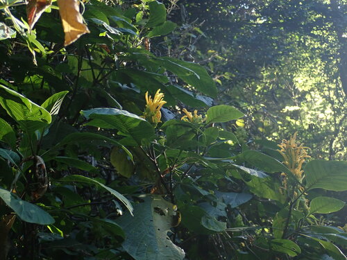 Image of Justicia aurea by no rights reserved