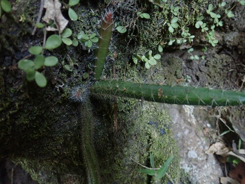 Acanthocereus hirschtianus