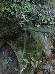 Acanthocereus hirschtianus, photograph author not stated, no rights reserved