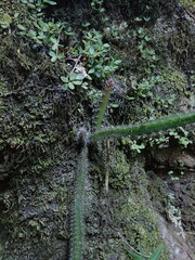 Acanthocereus hirschtianus, photograph author not stated, no rights reserved