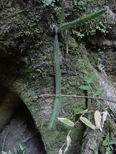 Acanthocereus hirschtianus, photograph 3