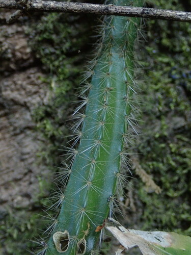 Acanthocereus hirschtianus, photograph 4