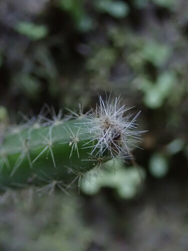Acanthocereus hirschtianus, photograph 5