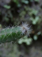 Acanthocereus hirschtianus, photograph author not stated, no rights reserved