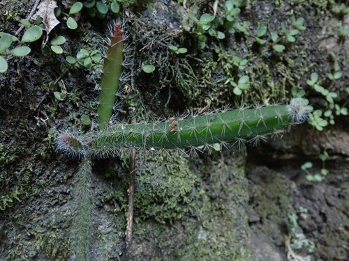 Acanthocereus hirschtianus, photograph 6