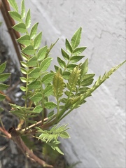 Pseudosmodingium andrieuxii