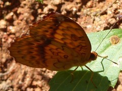 Pseudargynnis hegemone