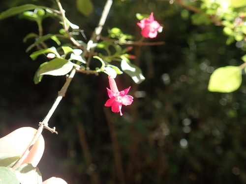 Image of Fuchsia microphylla by no rights reserved