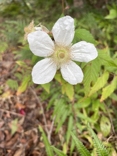 Rubus okinawensis iNat (1)
