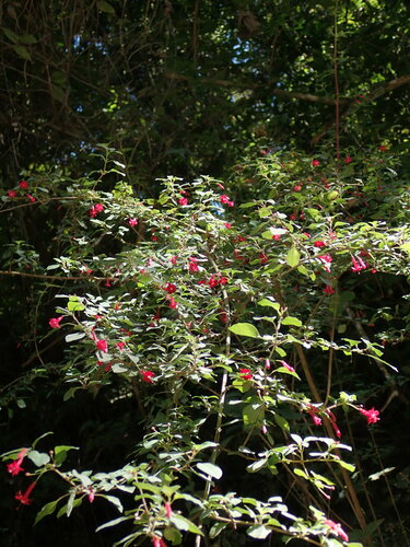 Image of Fuchsia microphylla by no rights reserved