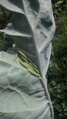 Leptophobia