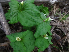 Trillium albidum