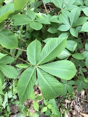 Aesculus sylvatica