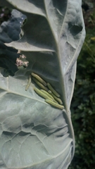 Leptophobia