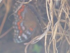 Precis octavia octavia