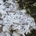 Powdery Saucer Lichen - Photo (c) Samuel Brinker, some rights reserved (CC BY-NC), uploaded by Samuel Brinker