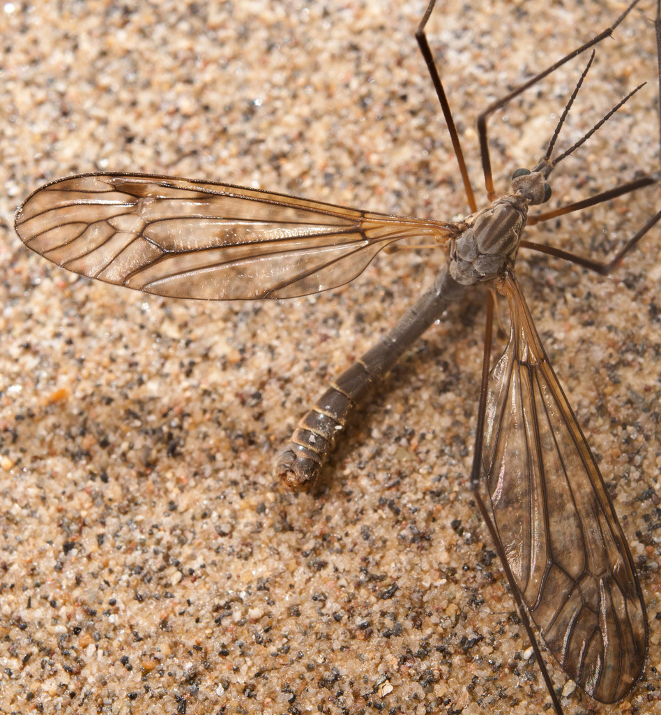 Tipula varipennis