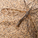 Tipula varipennis - Photo (c) Pentti Ketola, some rights reserved (CC BY-NC), uploaded by Pentti Ketola