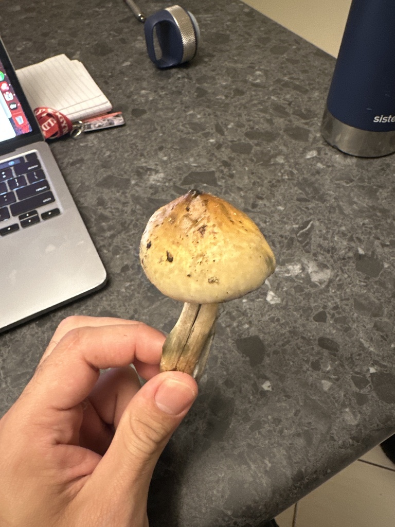 Magic Mushroom In January 2024 By Longjack INaturalist   Large 