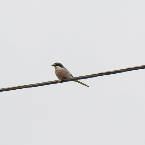 Alcaudón real (Lanius meridionalis)