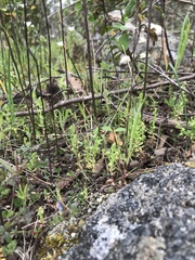 Lysimachia linum-stellatum