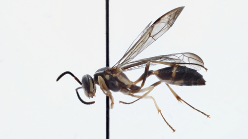 Polybioides tabidus