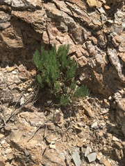 Dyscritothamnus filifolius