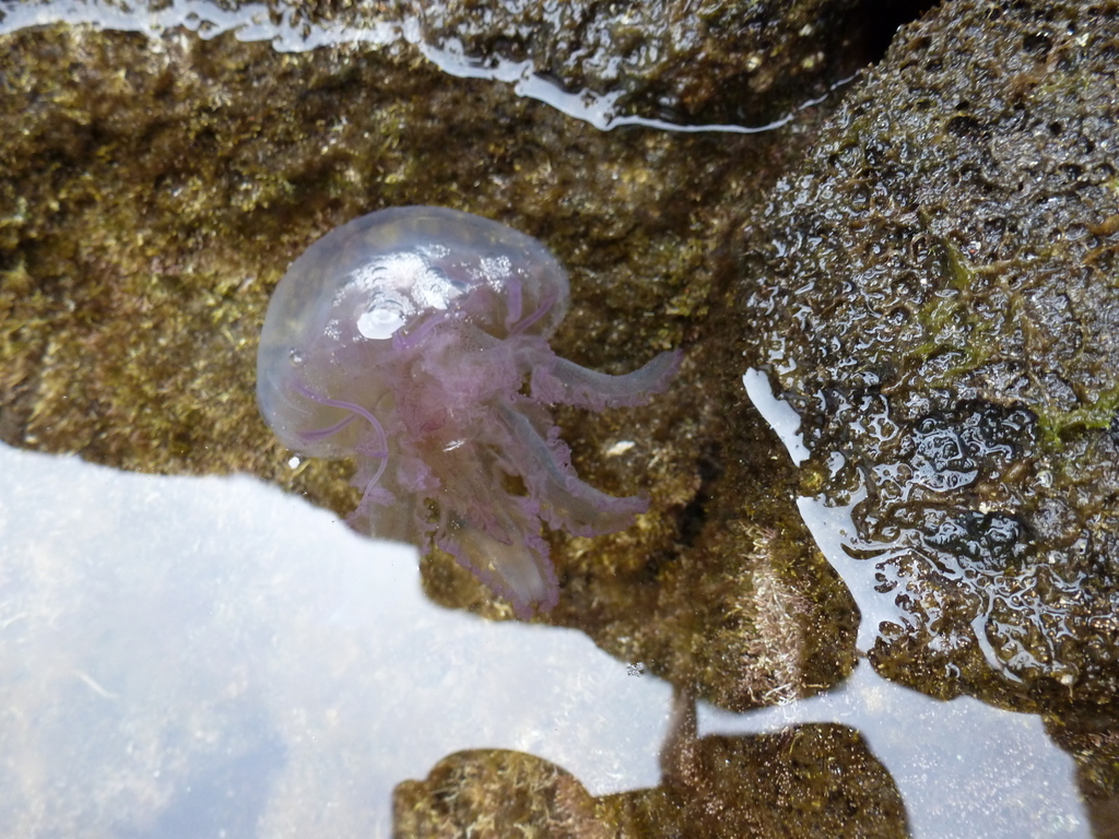 Mauve Stinger
