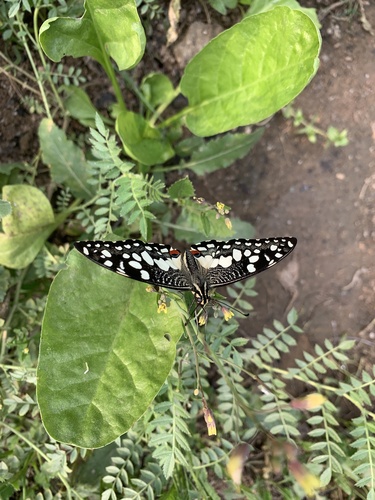 Lime Swallowtail