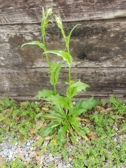 Hypochaeris chillensis