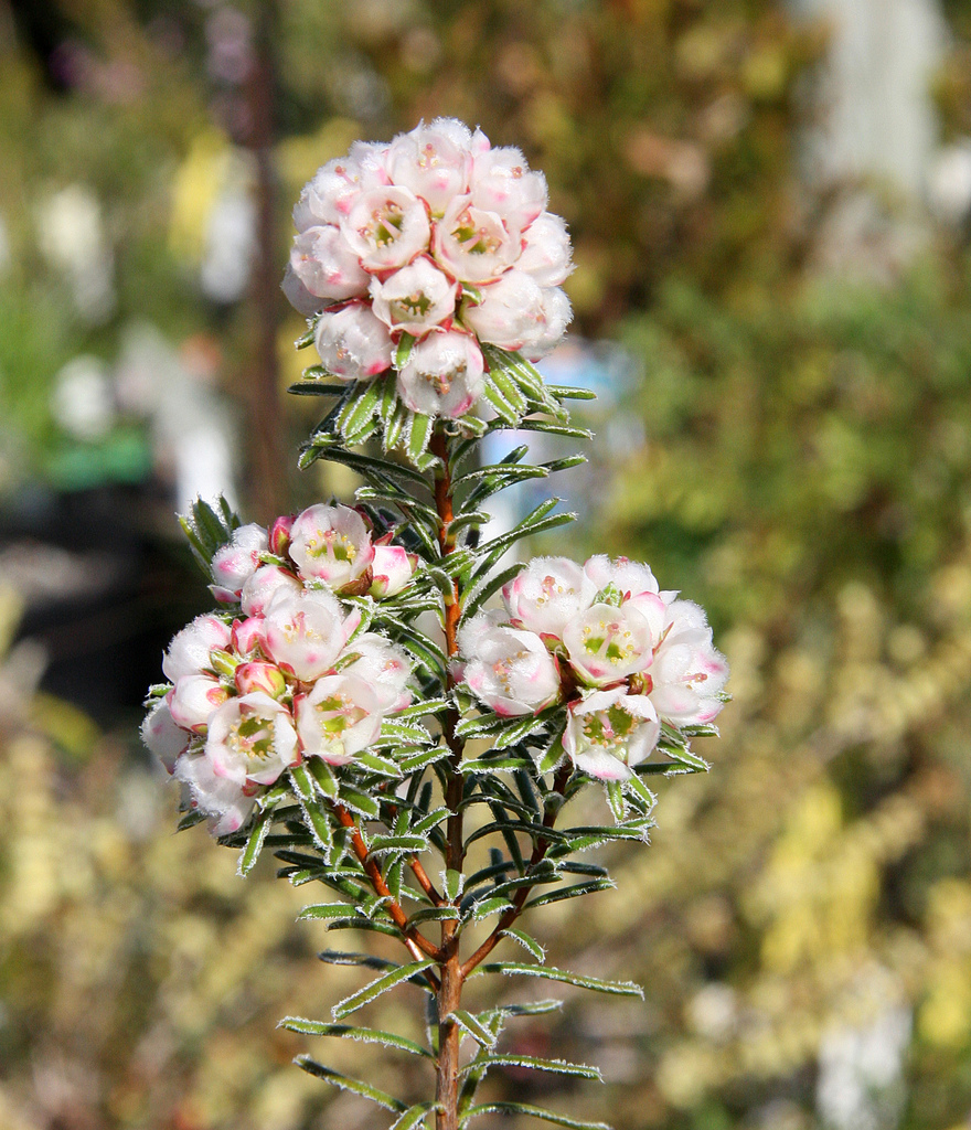 Chamelaucium drummondii