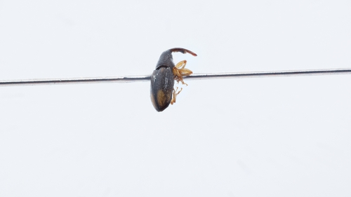 Elaeidobius kamerunicus
