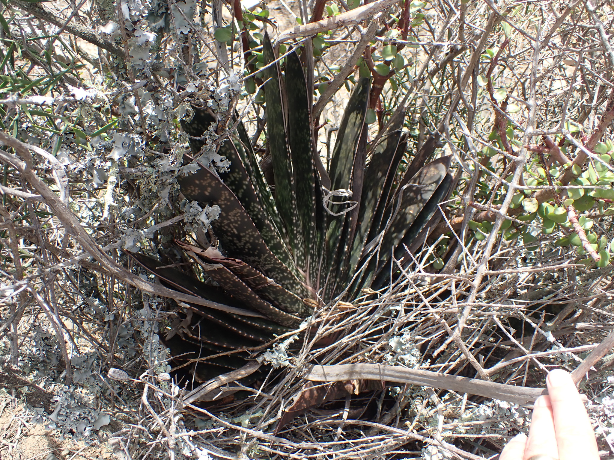 Imagem de Gasteria