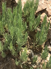Dyscritothamnus filifolius