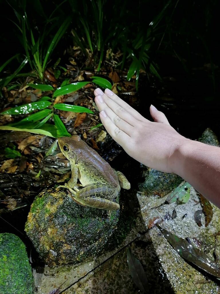 Hainan Frog