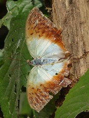 Charaxes fulvescens fulvescens