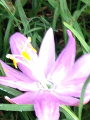 Passiflora tarminiana