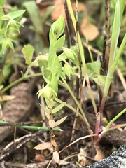 Lysimachia linum-stellatum