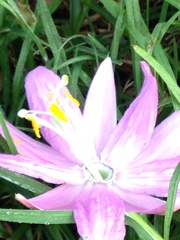 Passiflora tarminiana