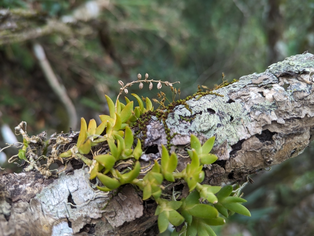 Oberonia insularis